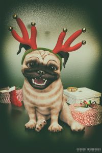 X-mas Pug